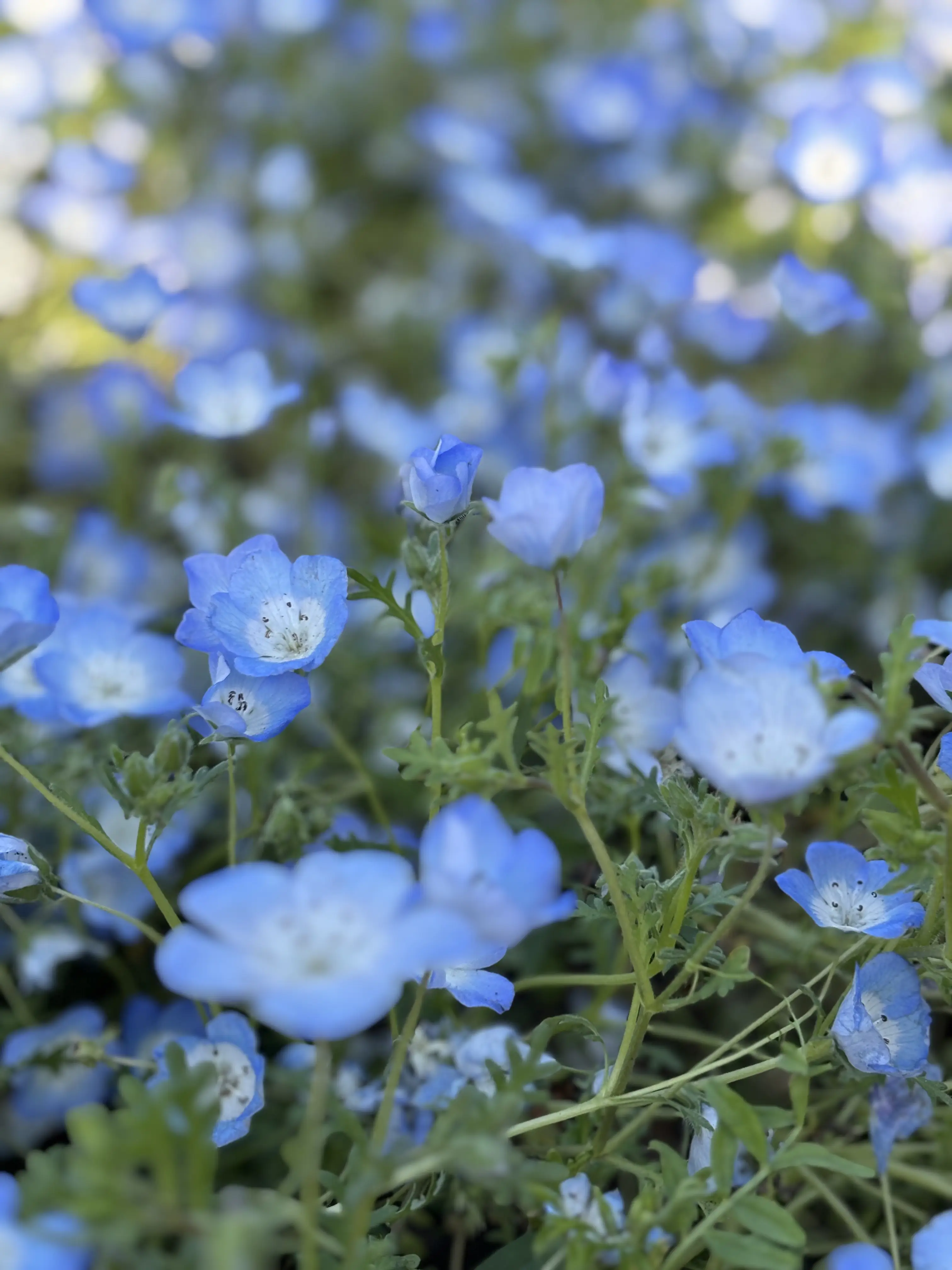 hitachi-park